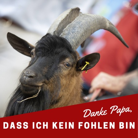 1. FC Köln Meme Geißbock Hennes vs Fohlen Jünter